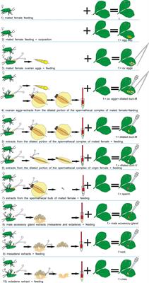 Mating Status of an Herbivorous Stink Bug Female Affects the Emission of Oviposition-Induced Plant Volatiles Exploited by an Egg Parasitoid